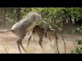 Sedgwick County Zoo Zebra S