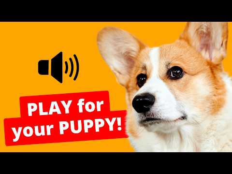 20 DOG Sounds to Play for Your Puppy - 99.9% React!