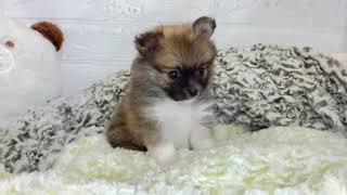 ハーフ犬の動画01