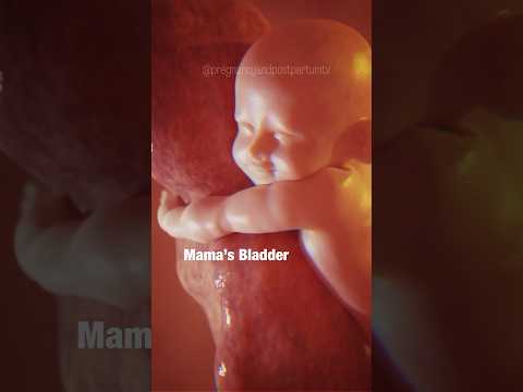 😍BABY IN WOMB - Did You See the Frustration?🤣 #pregnancyhumor