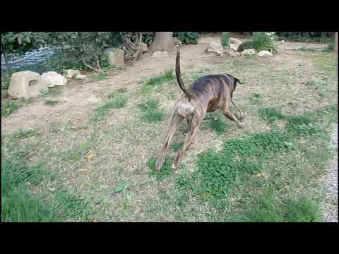 Naif e la pallina 17 03 2019