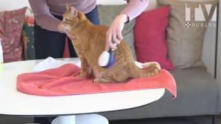 Shampooing sans rinçage pour chat