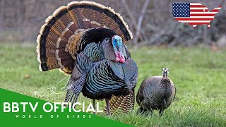 Birds Of US #2 | Most Beautiful Birds In The United States | Wildlife Documentary |  BBTV Official #great backyard count #greatbackyardcount #bird gameplay video by alucas, 67:40 duration