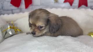 ハーフ犬の動画01