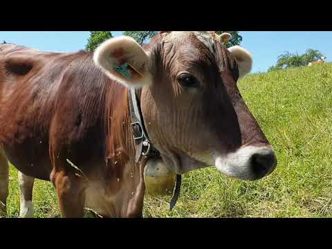 Bauernhoftiere für Kinder mit Naturgeräuschen - Kühe, Schafe, Pferde, Hühner