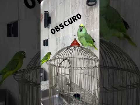 Moisés mi perico travieso!