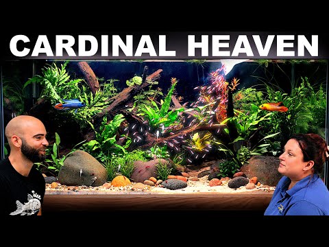 Making Cardinal Tetra Heaven: Low Maintenance, Low Tech, Aquascape Tutorial