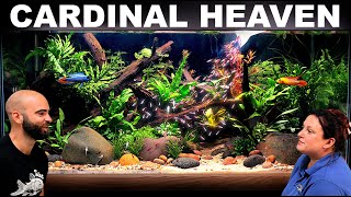 Making Cardinal Tetra Heaven: Low Maintenance, Low Tech, Aquascape Tutorial