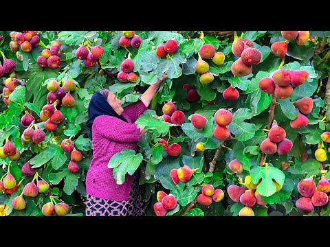 Harvesting Lots of Large Fresh Figs and Making Jam for the Winter!
