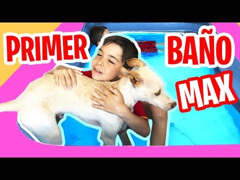 PRIMER BAÑO de MAX en la PISCINA 💦 🐶Nos bañamos con nuestro cachorro