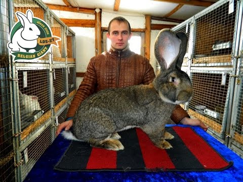 , title : 'Разведение кроликов содержание кормление (Кролики породы Бельгийский великан)'
