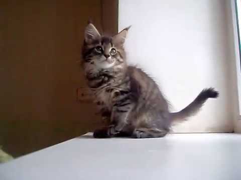 Nikifor Hadji-Bey-Coon