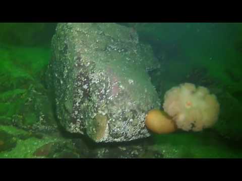 Maple Bay 2017 02 19 Spring St Reef