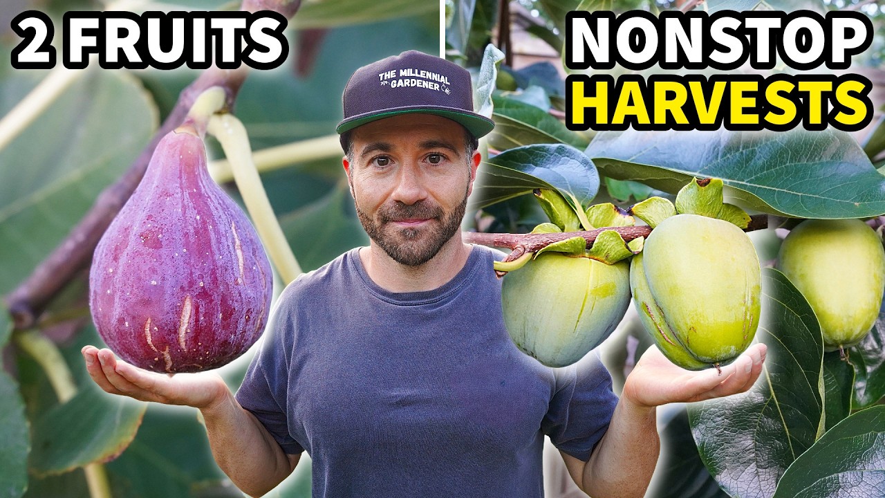 These Forgotten Fruits Provide 6 MONTHS of NONSTOP Harvests!