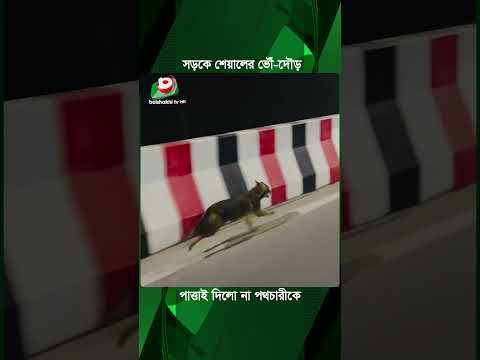 সড়কে শেয়ালের ভৌঁ-দৌড়, পাত্তাই দিলো না পথচারীকে | Fox On The Road | Boishakhi Tv News