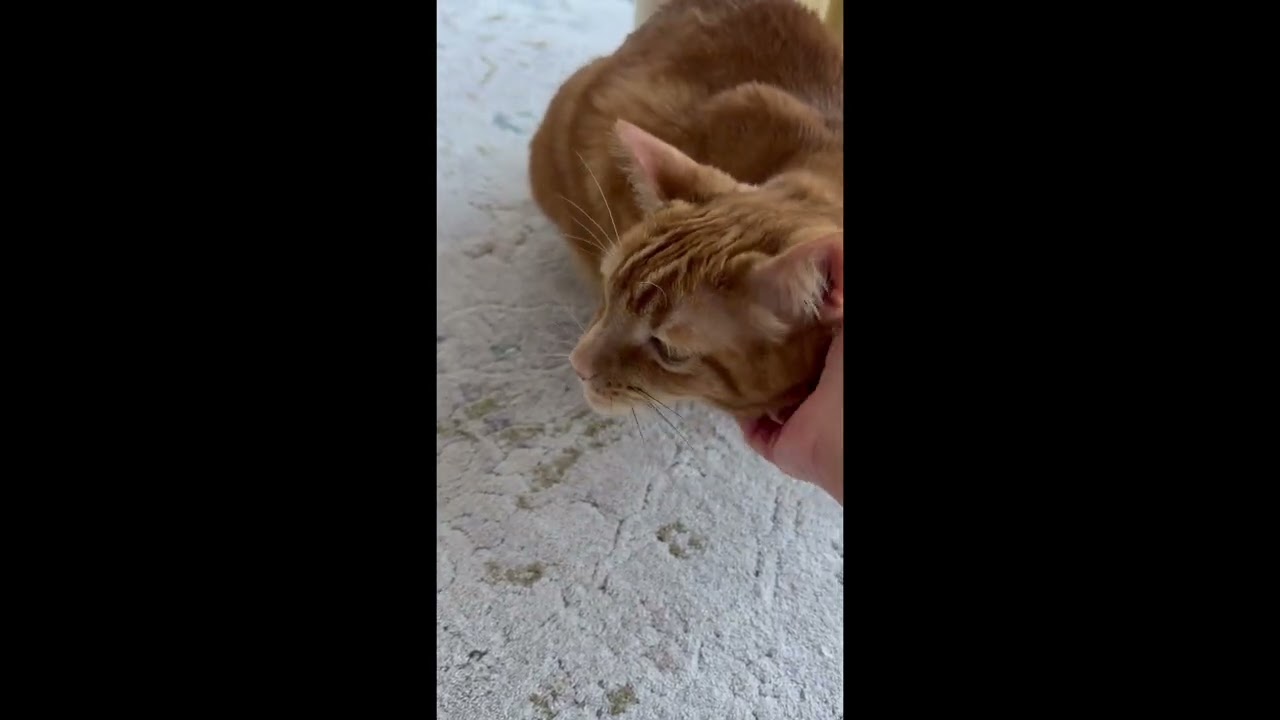 Simba, a ADOPTABLE mixed breed in Toronto, ON video 6/6