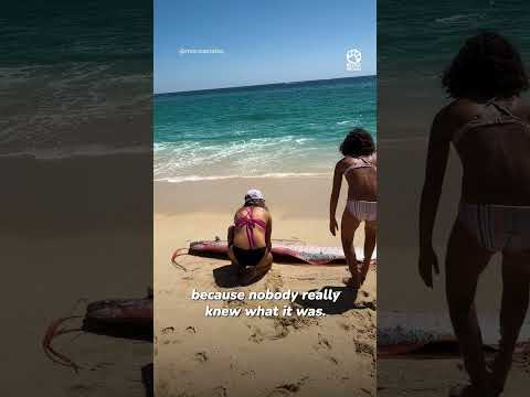 She went to the beach and ended up saving a sea legend 👏 @monicaandco_