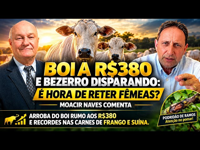 Boi a R$380 e Bezerro Disparando: É Hora de Reter Fêmeas?
