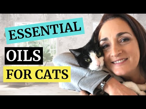 What Essential Oils to Use when your Cat is Sick in 2020
