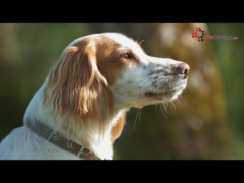 COVID-19 Coronavirus in Your Dogs and Cats - YouTube