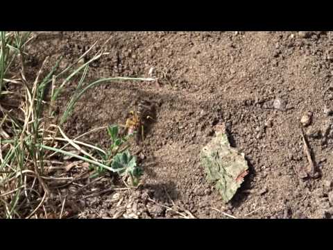 Philanthus triangulum  Bee-wolf female
