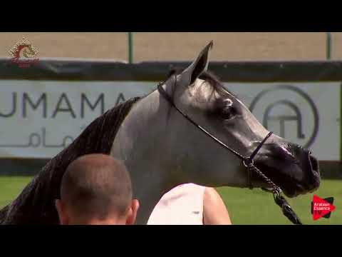 N.39 CP DJULIANO - Chantilly 2019 AHO World Cup - Yearling Colts (Class 6A)