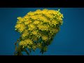 Poovukkul Olinthirukkum Flute Music