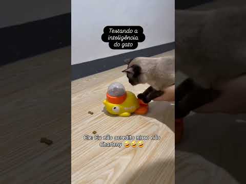 Tão sabido 🤗🤣🤣🤣#cat #catfunny #lovecats #viralcats