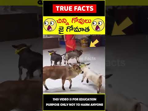 , title : 'Small cow breed explained #humanity 😲చిన్న ఆవులు😲 #amazingfacts #truefacts #shorts'