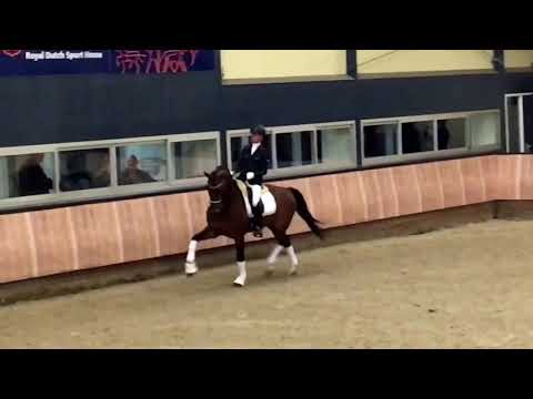 Hengstenstation van Uytert - Henkie