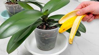 All you need is one banana! And orchids bloom like crazy all year round!