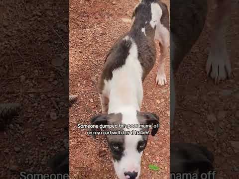 Please people stop dumping animals now look at this mama we have rescued (link is in bio to help)