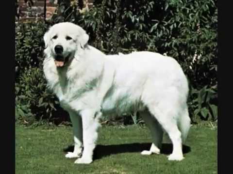 71 Kinds Of Dogs - YouTube (1)