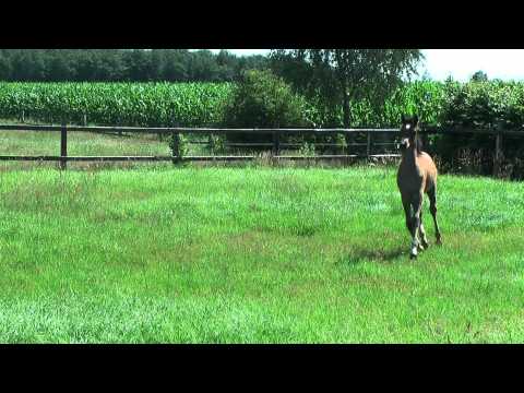 SE Filly by Sahib NK Soraya x Salaa El Dine