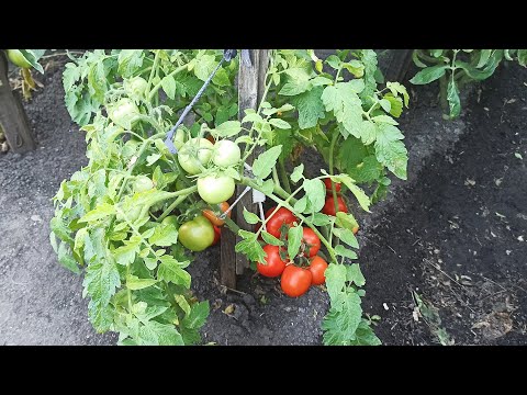 , title : 'Урожайный сорт томатов в открытом грунте Санька описание и отзыв'
