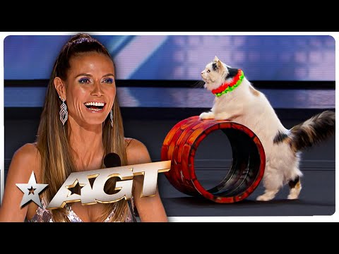 CATS Got Talent?! Unbelievable Cat Audition on America's Got Talent!