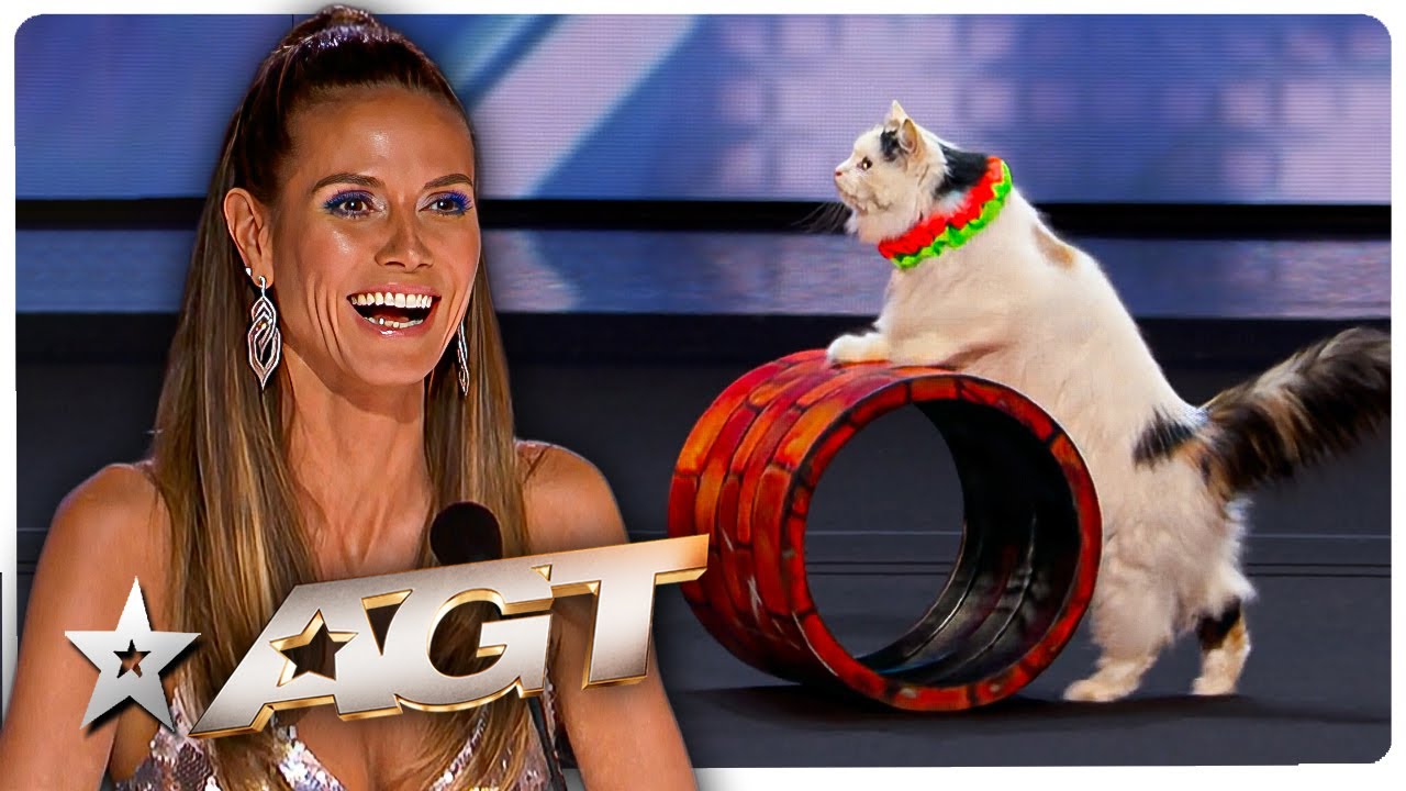 CATS Got Talent?! Unbelievable Cat Audition on America's Got Talent!