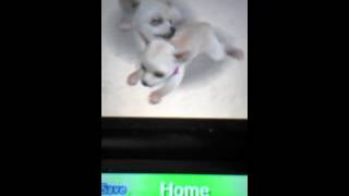 How to make you nintendogs have puppies!