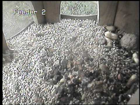 Early morning feeding from all my camrea's i have at the moment