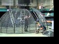 Ringling Bros And Barnum Bailey