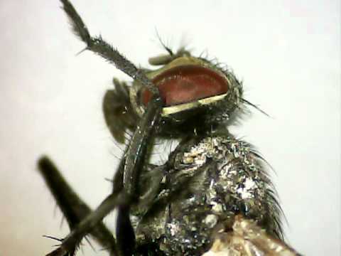 Dying Fly Under Microscope