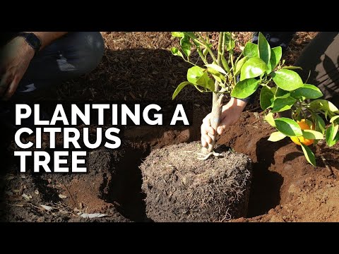 How to Prune a Loquat Tree Fall 2018 Garden Plans 