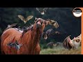 Bloodthirsty Vampire Bats Drain a Horse of Its Blood !!