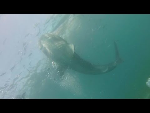 Whale Shark Watching Oslob - Cebu - Philippines