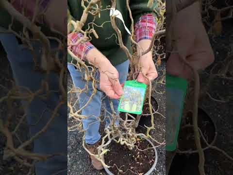 Unusual Plants ,Contorted ,Corkscrew Hazel  WEBSHOP
