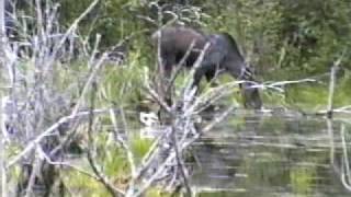 Dads call of the wild