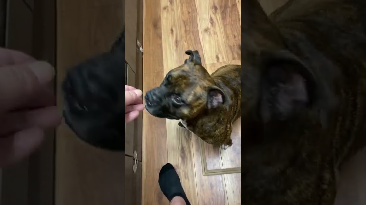 【閲覧注意】ヤバすぎる生肉爆食い犬の飯www【飯テロ/MUKBANG】#shorts