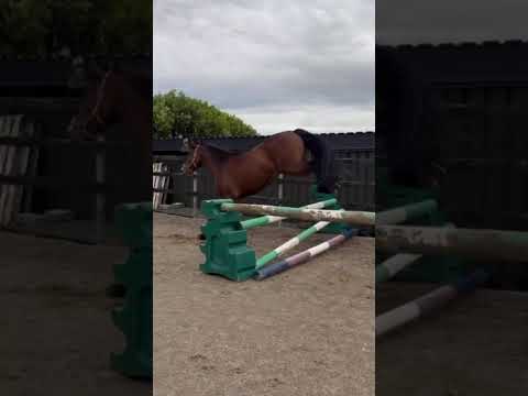 3 Year Old Connemara Pony - Image 2