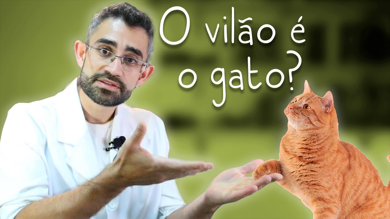 Toxoplasmose: Transmissão, sinais, tratamento e prevenção | Dica Veterinária #87