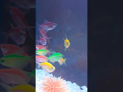 l have cleaned the tank #funk #remix #automobile #beats #drawing #phonk #animedrawing